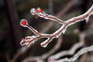 Frozen Branch