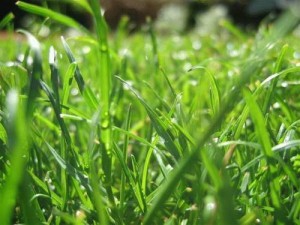 Closeup Lawn