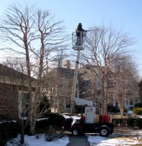 Winter Trimming