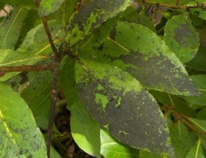 Damaged Leaves