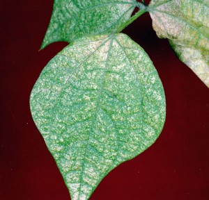 Spider Mite Damage