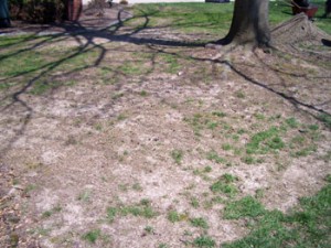 Dry Lawn