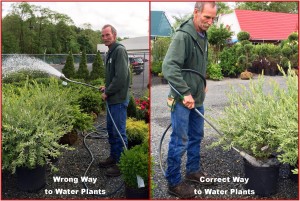 Wrong and Correct Way to Water Plants