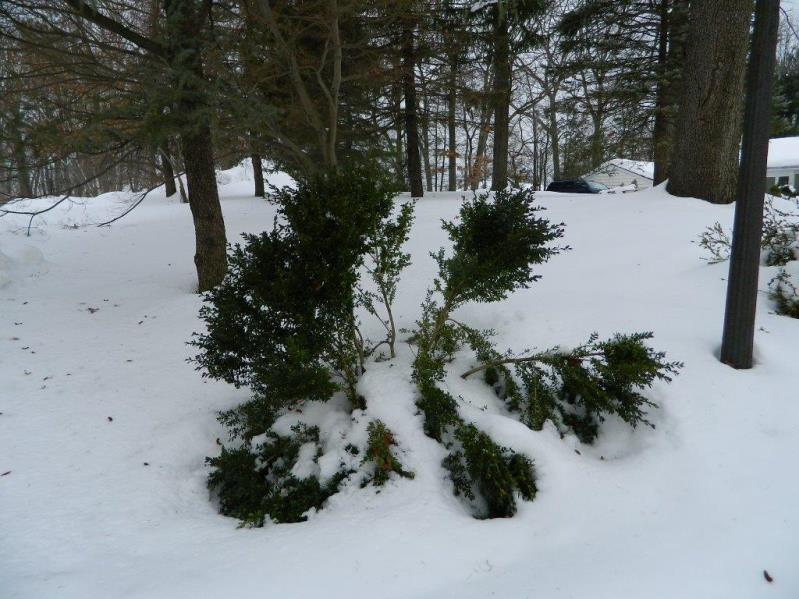 Why snow melt, de-icing rock salt damage trees, plants