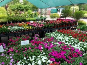 Annuals